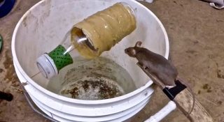 Ловушки для мышей своими руками